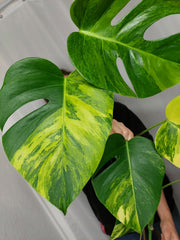 Monstera Aurea