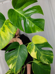 Monstera Aurea