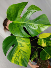 Monstera Aurea