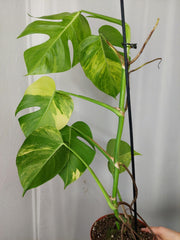 Monstera Aurea