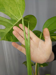 Monstera Aurea