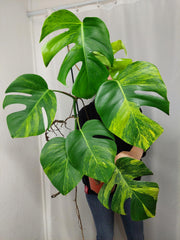 Monstera Aurea