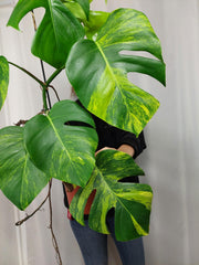 Monstera Aurea