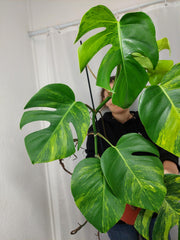 Monstera Aurea