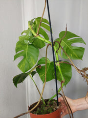 Monstera Aurea
