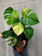 Monstera Aurea