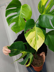 Monstera Aurea