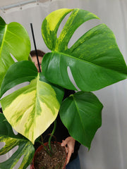 Monstera Aurea