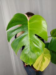 Monstera Aurea