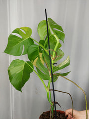Monstera Aurea