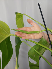 Monstera Aurea