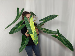 Philodendron Billietiae Variegata groß