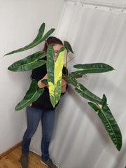 Philodendron Billietiae Variegata groß