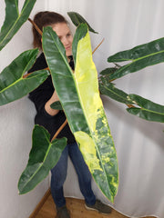 Philodendron Billietiae Variegata groß