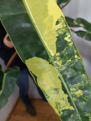 Philodendron Billietiae Variegata groß