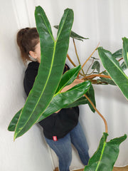 Philodendron Billietiae Variegata groß