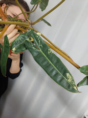 Philodendron Billietiae Variegata groß