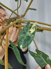 Philodendron Billietiae Variegata groß