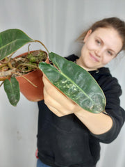 Philodendron Billietiae Variegata groß