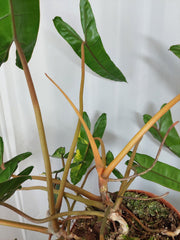 Philodendron Billietiae Variegata groß