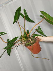 Philodendron Billietiae Variegata groß