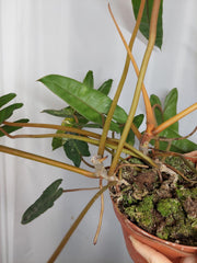 Philodendron Billietiae Variegata groß