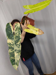 Philodendron Billietiae Variegata groß