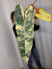 Philodendron Billietiae Variegata groß