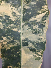 Philodendron Billietiae Variegata groß