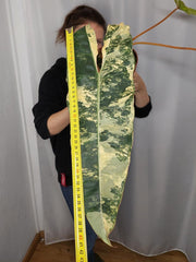 Philodendron Billietiae Variegata groß
