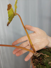 Philodendron Billietiae Variegata groß