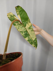 Philodendron Billietiae Variegata groß