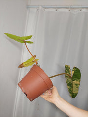 Philodendron Billietiae Variegata groß