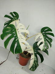 Sad Plants
