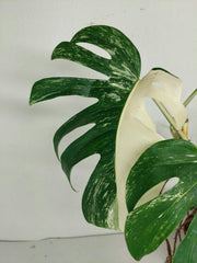 Sad Plants