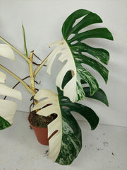 Sad Plants