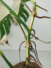 Sad Plants