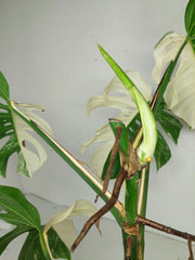 Sad Plants