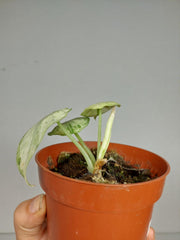 Sad Plants