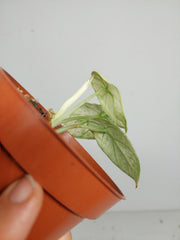Sad Plants