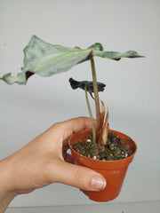 Sad Plants