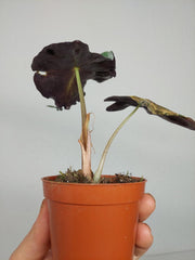 Sad Plants