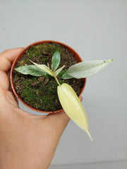 Sad Plants