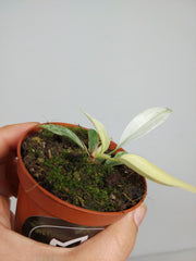 Sad Plants