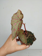 Sad Plants