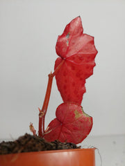 Sad Plants