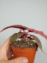 Sad Plants
