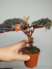 Sad Plants