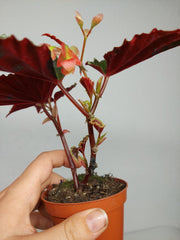 Sad Plants