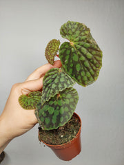 Sad Plants
